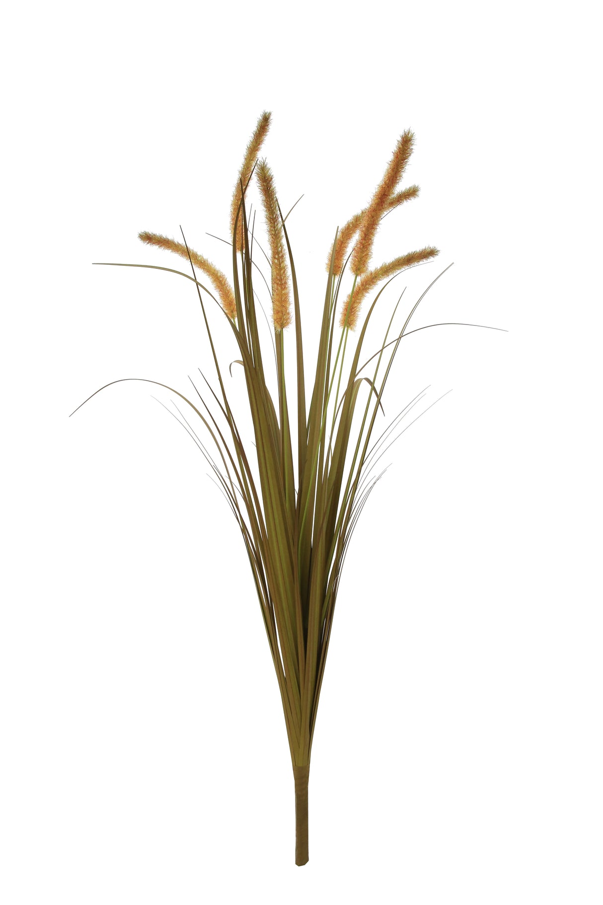 Dogtail Grass