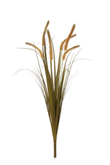Dogtail Grass