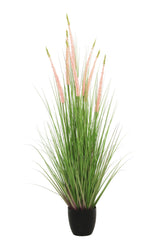 Eremurus Grass
