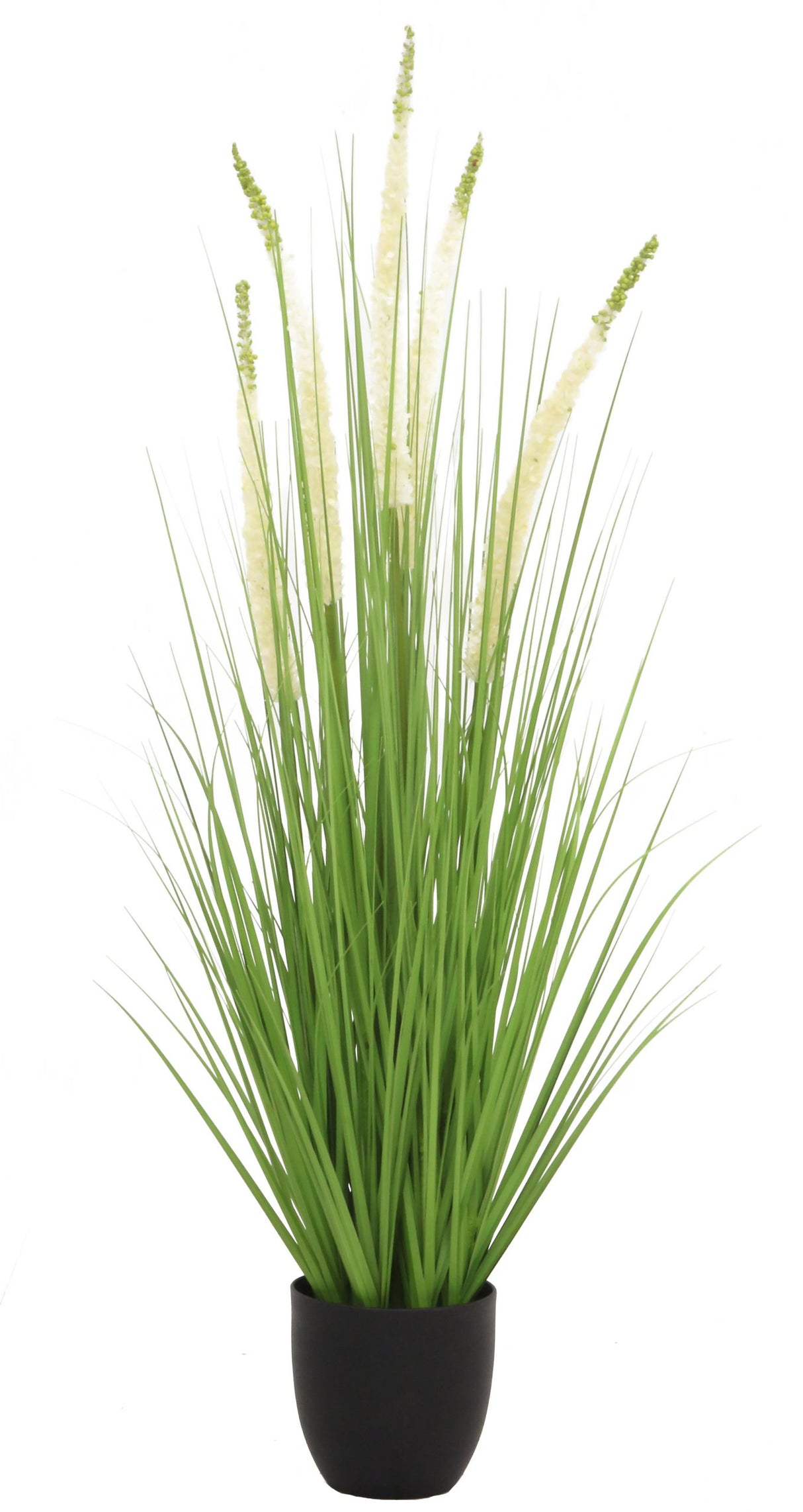 Eremurus Grass
