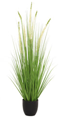 Eremurus Grass