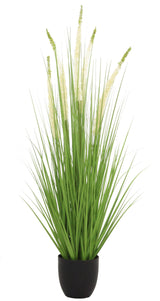 Eremurus Grass