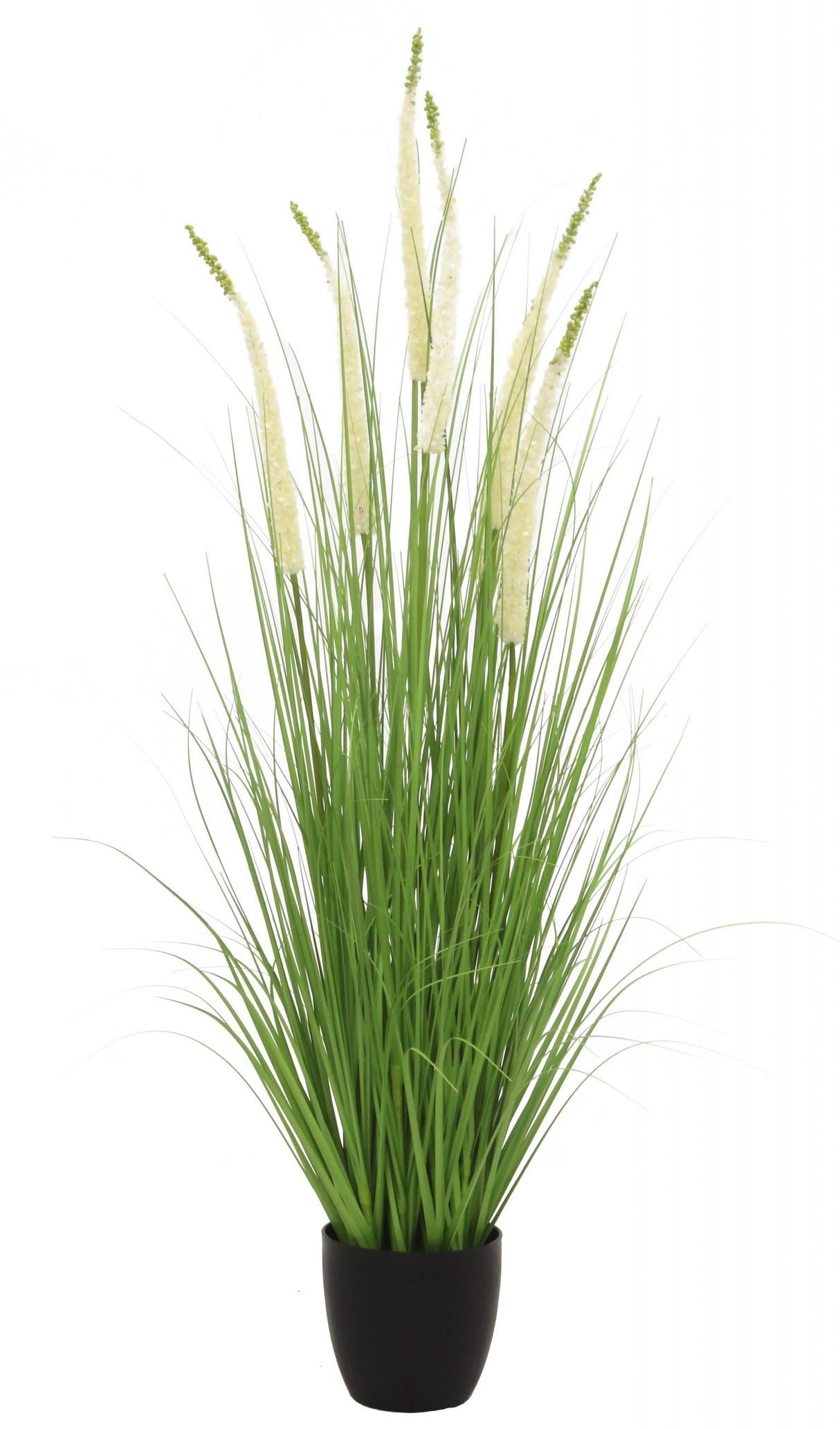 Eremurus Grass