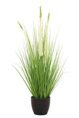 Eremurus Grass