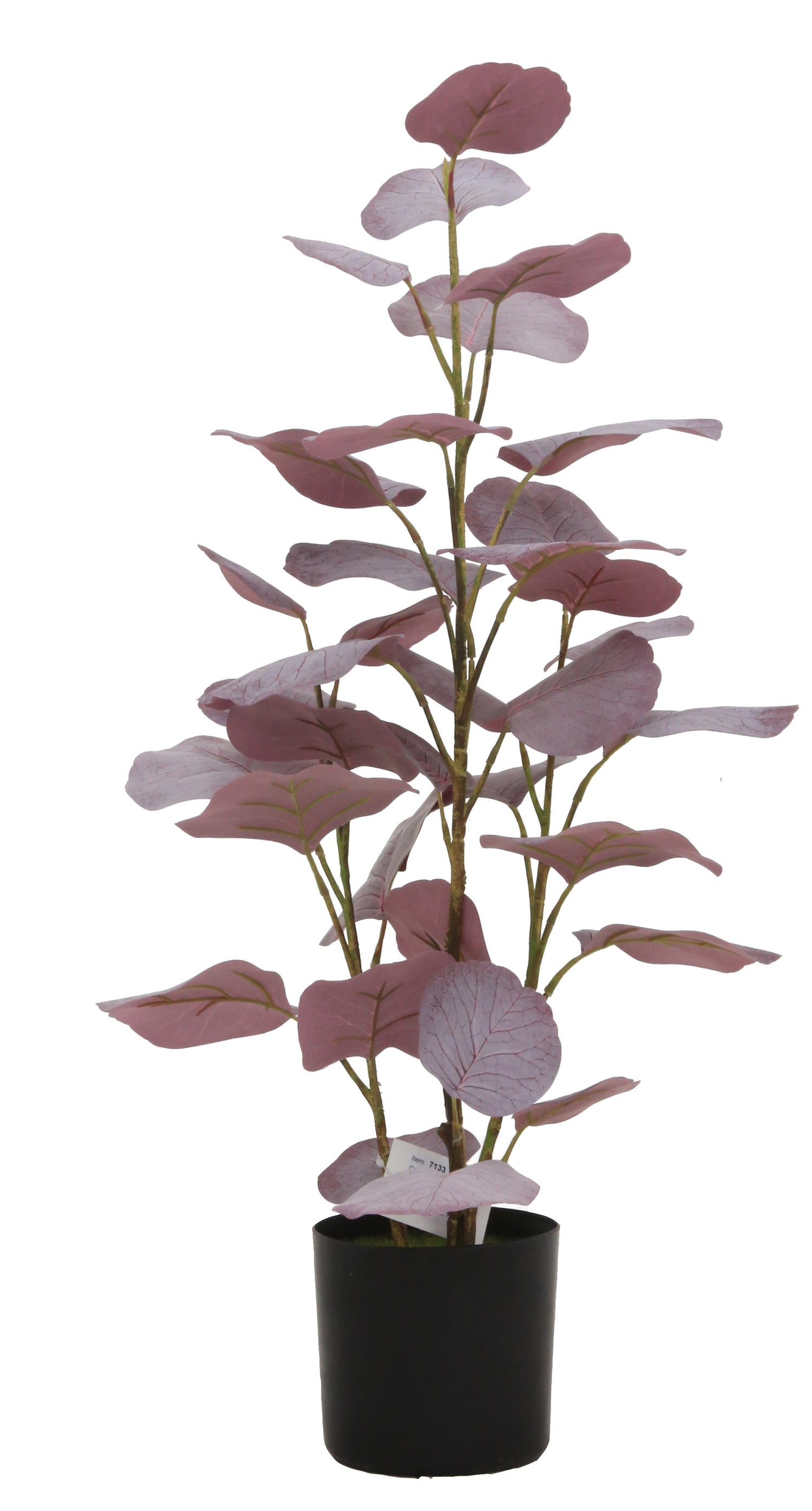 Eucalyptus Leaf