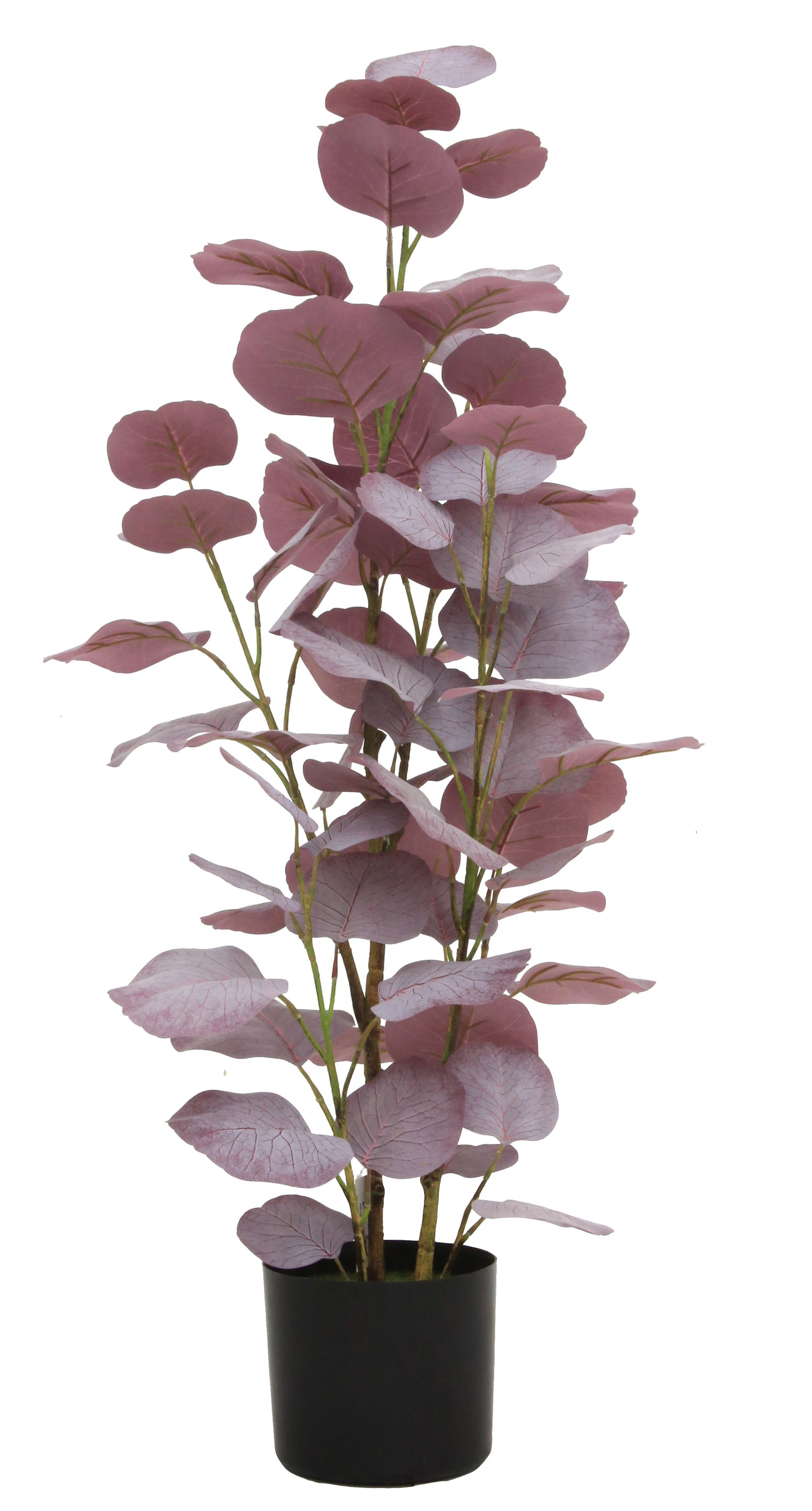 Eucalyptus Leaf