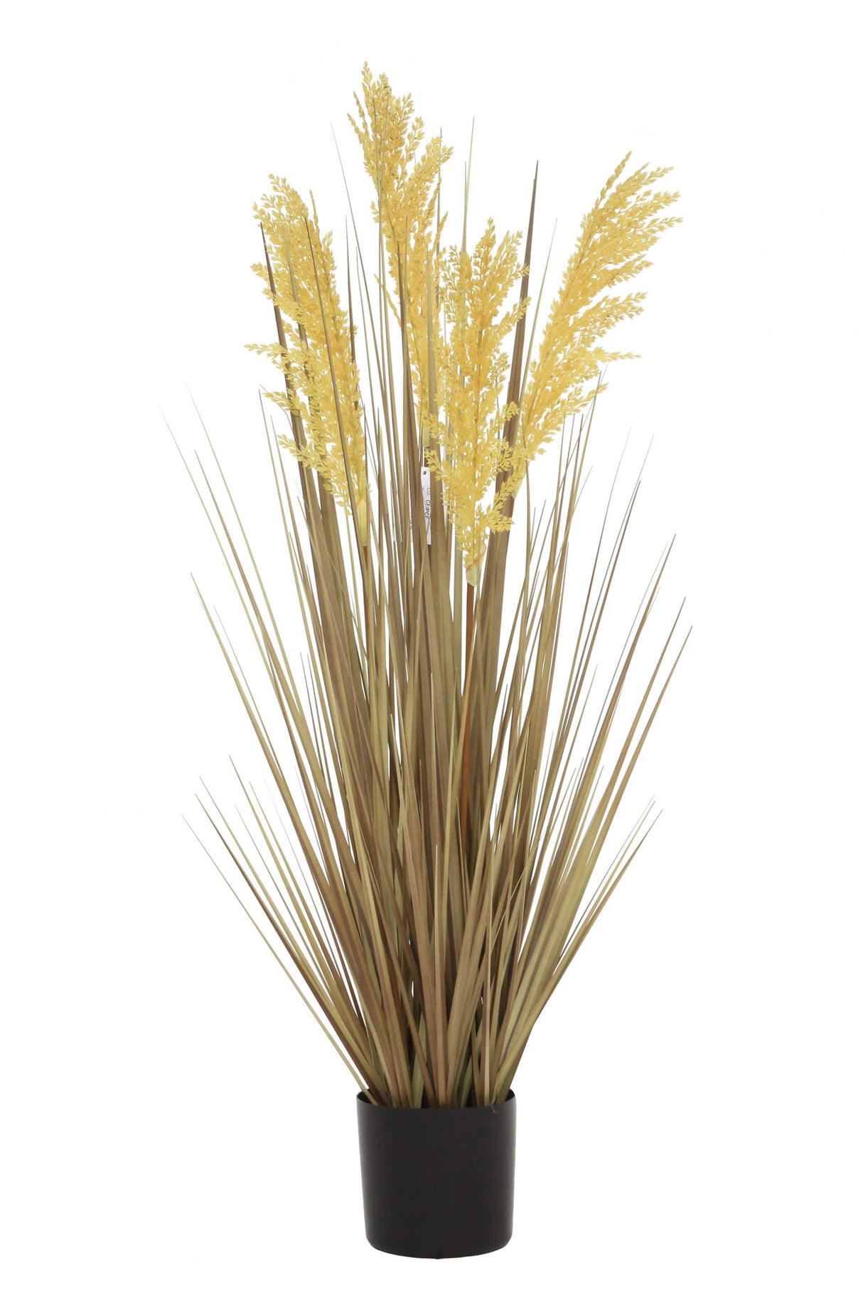 Grain Grass