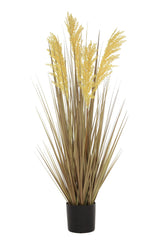 Grain Grass