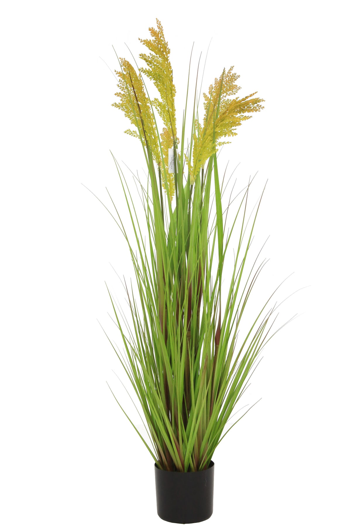 Grain Grass