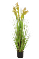 Grain Grass