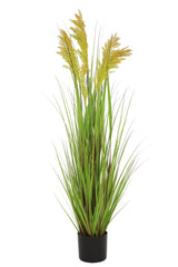 Grain Grass