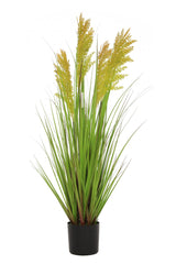 Grain Grass