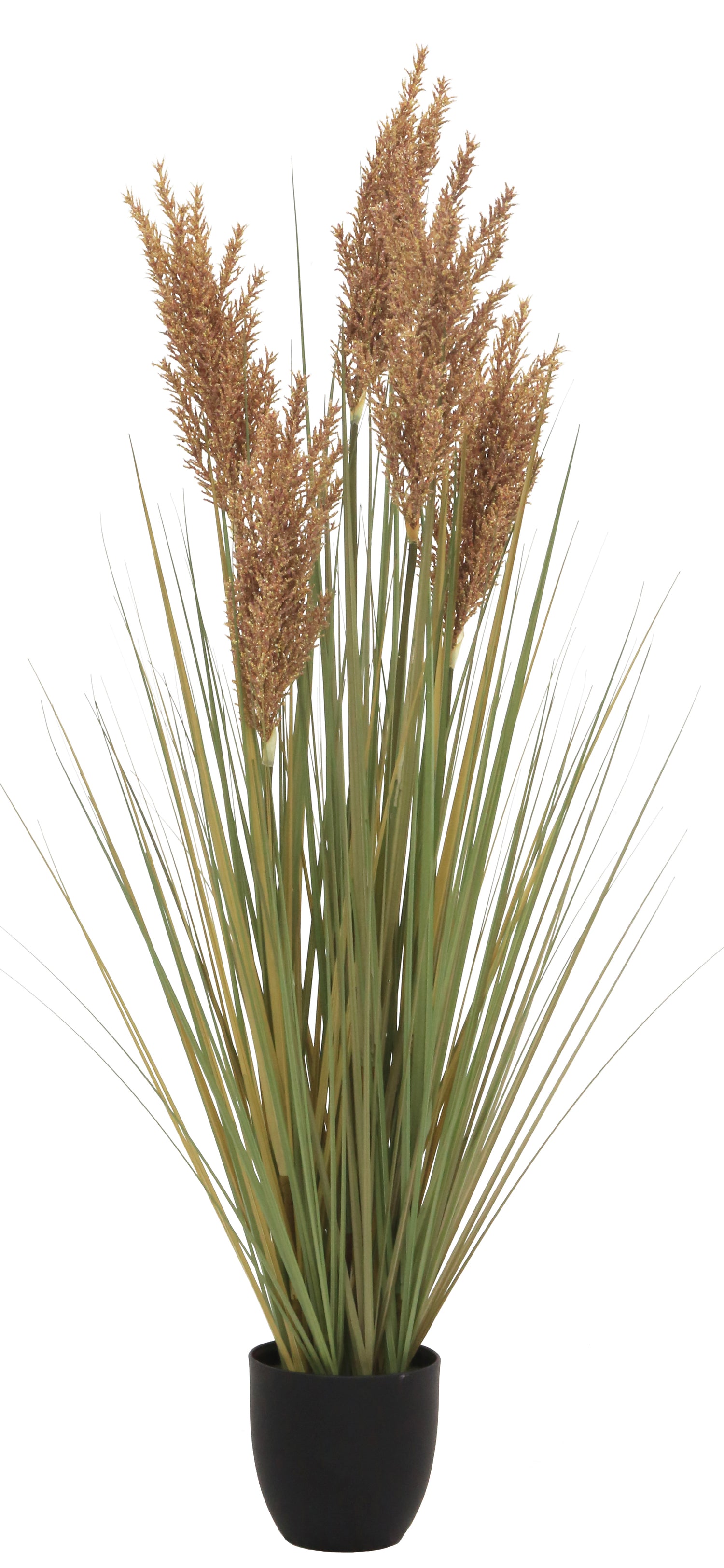 Grain Grass