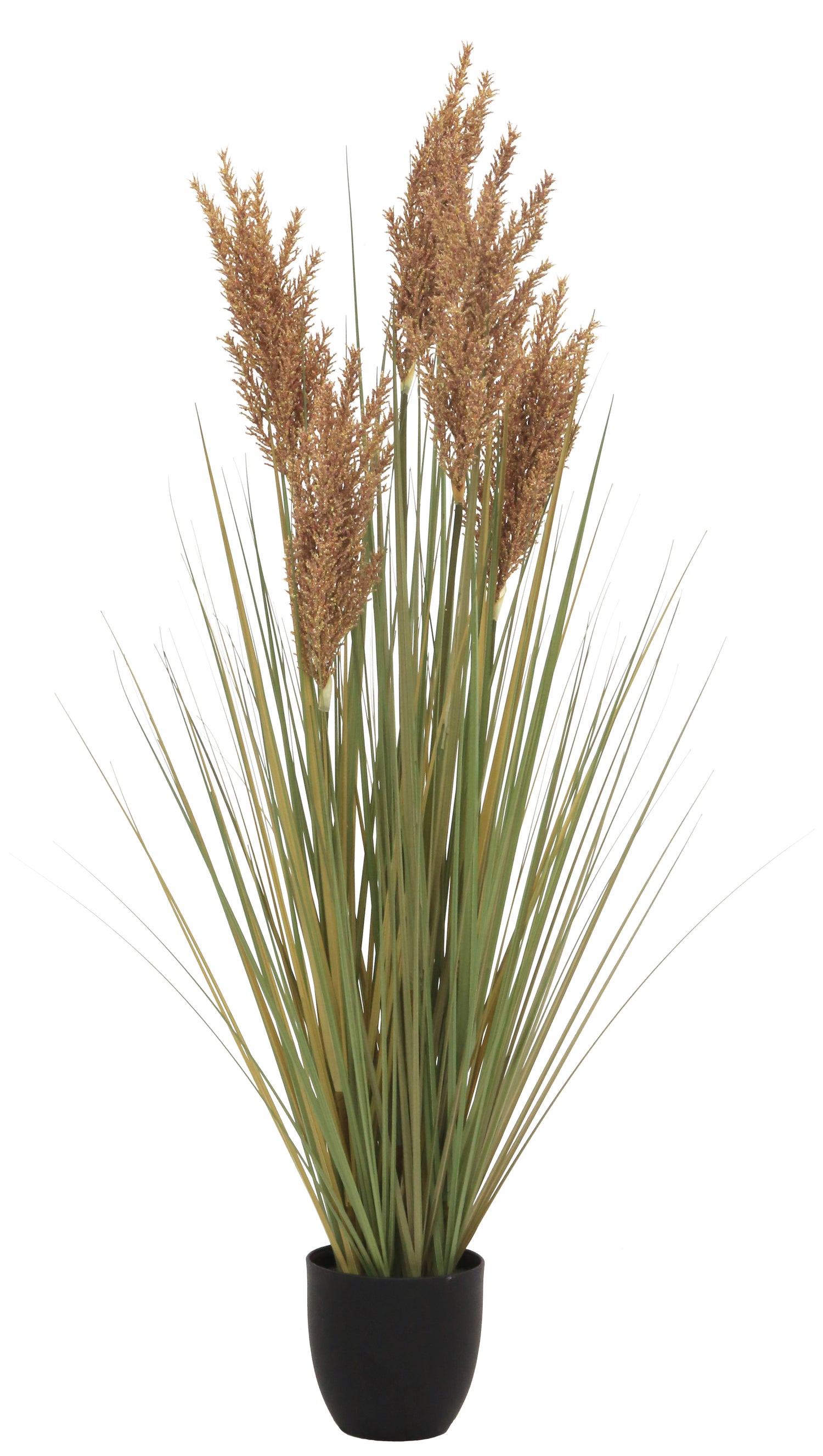 Beige Grain Grass