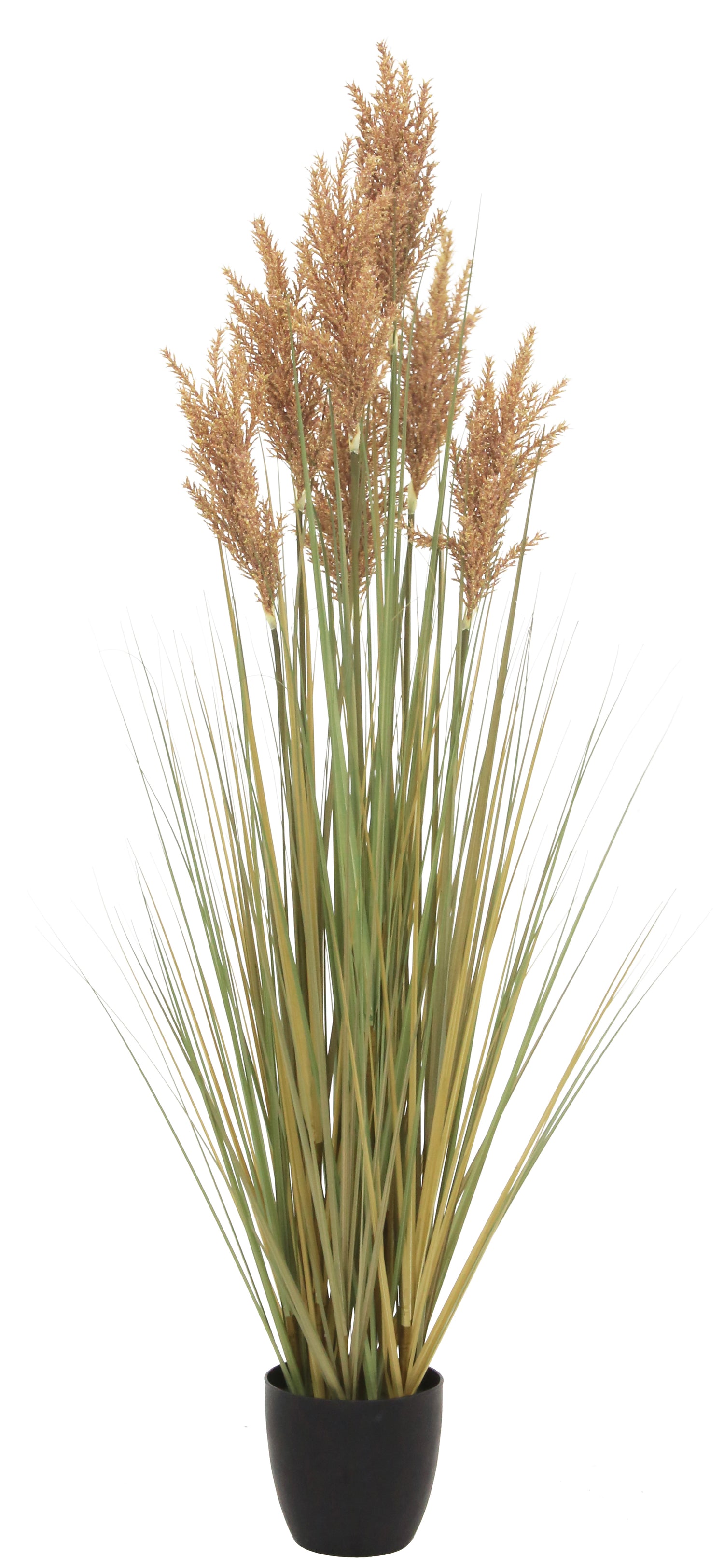Grain Grass