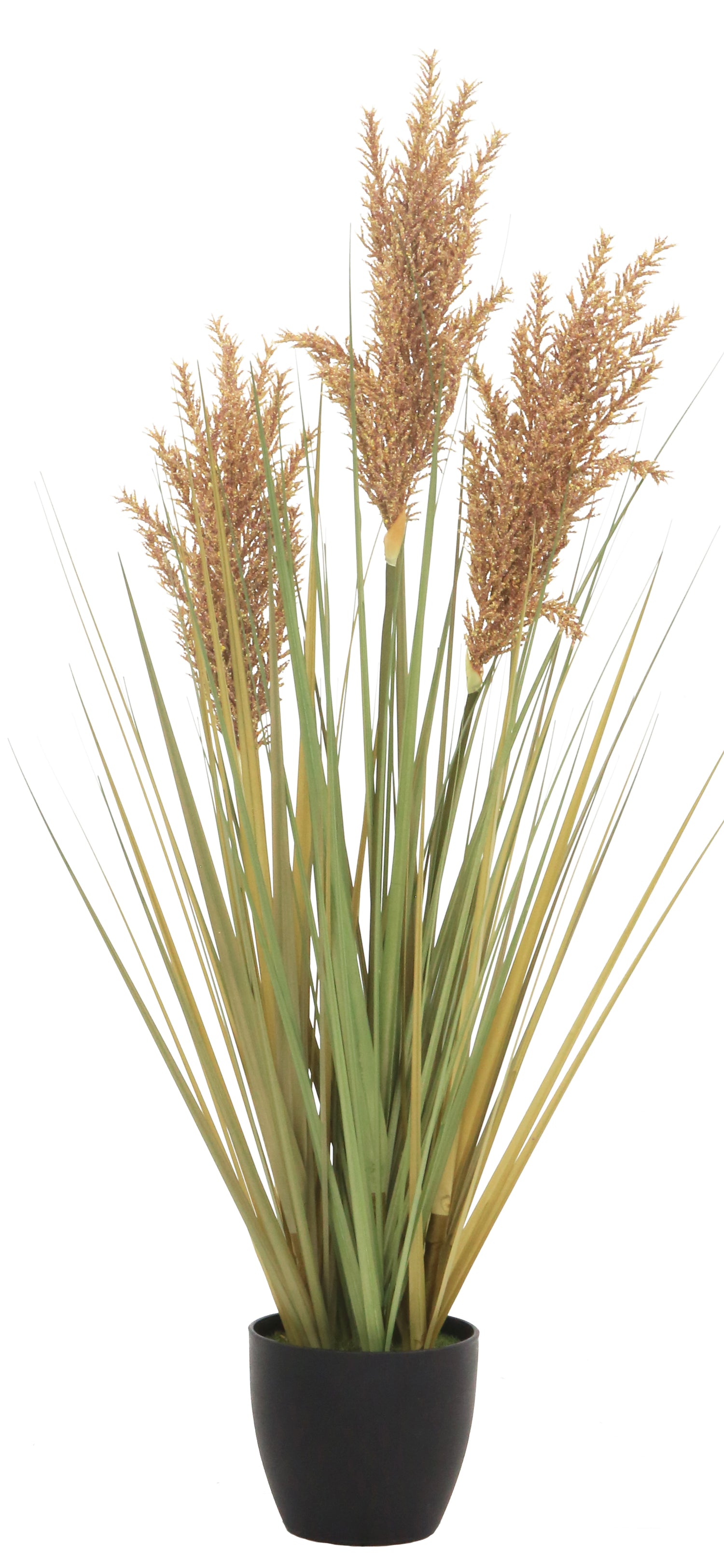 Grain Grass