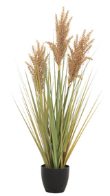 Grain Grass