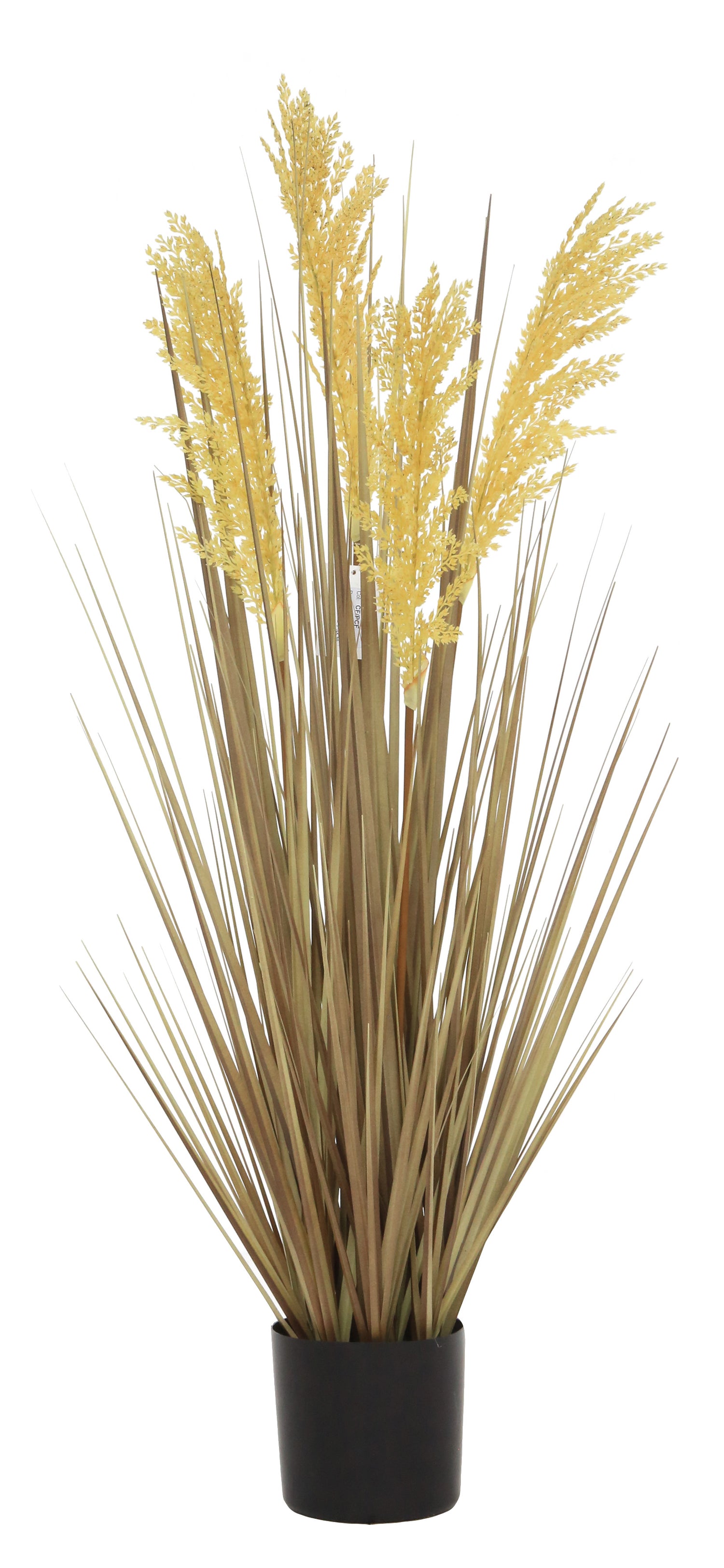 Grain Grass