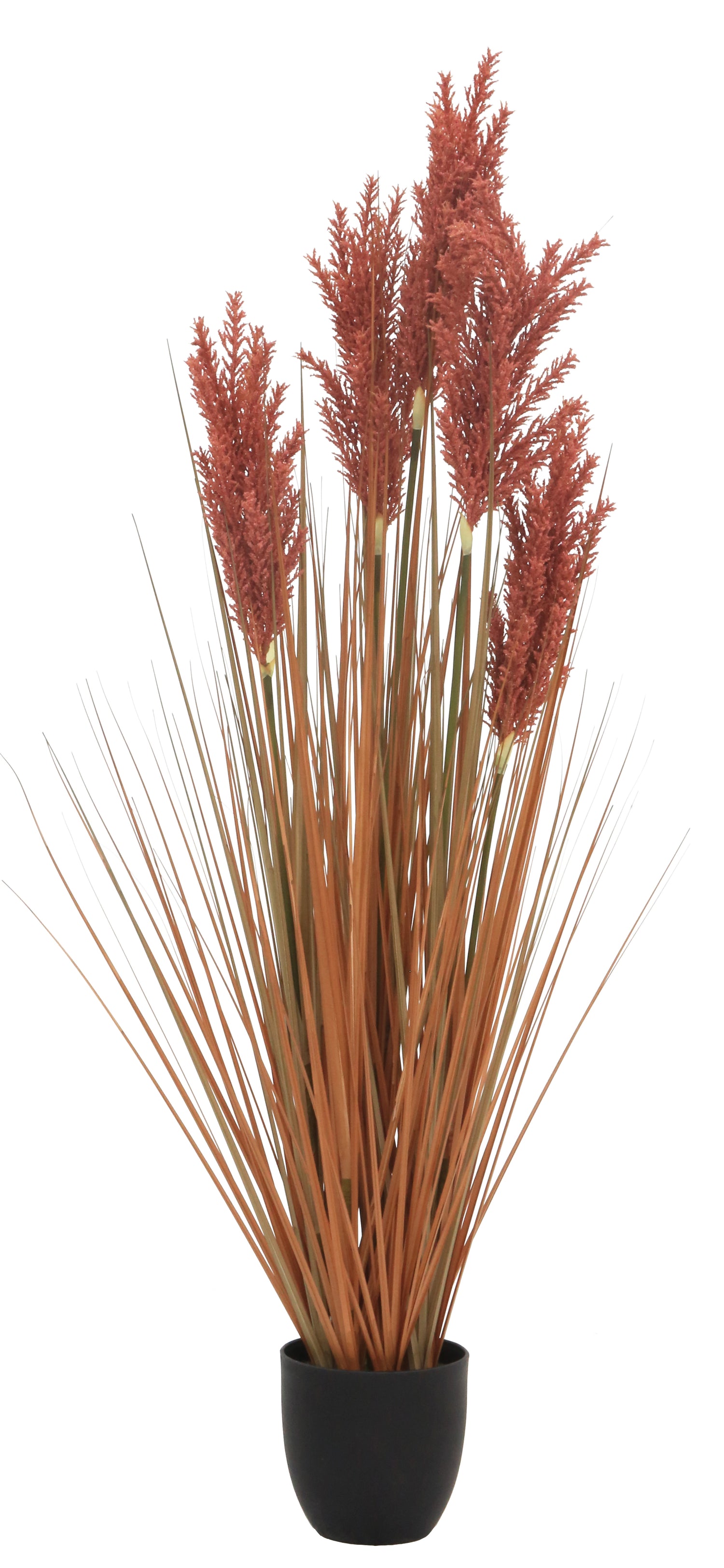 Grain Grass