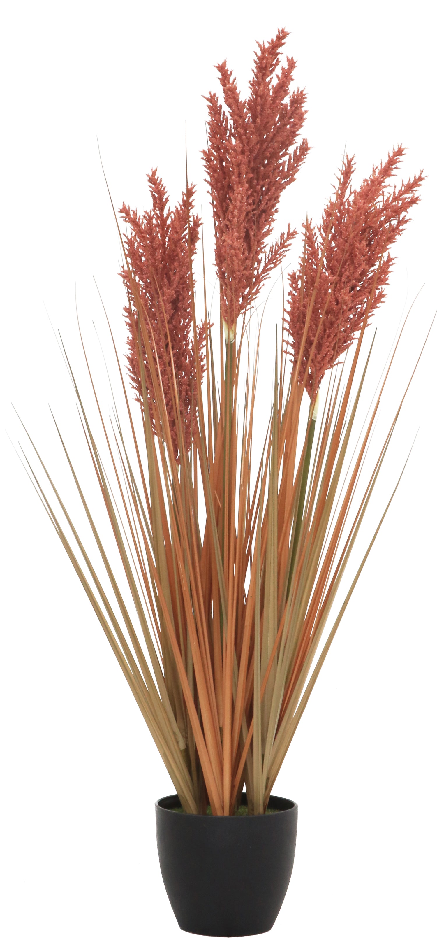 Grain Grass