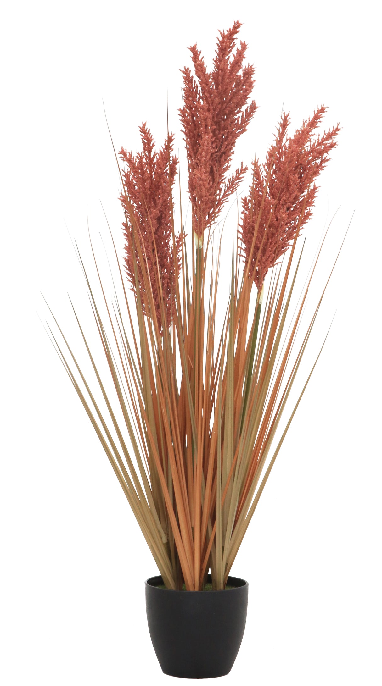 Grain Grass