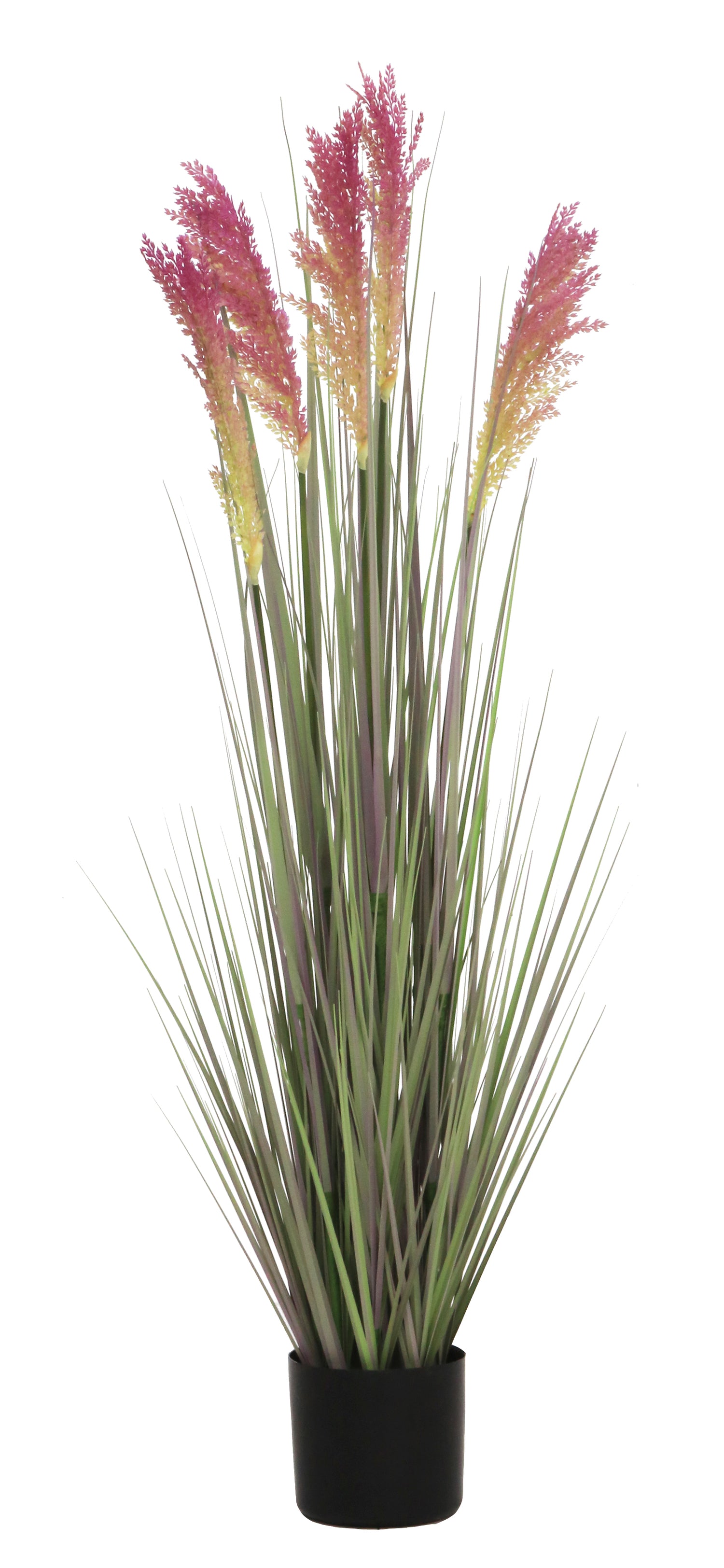 Grain Grass