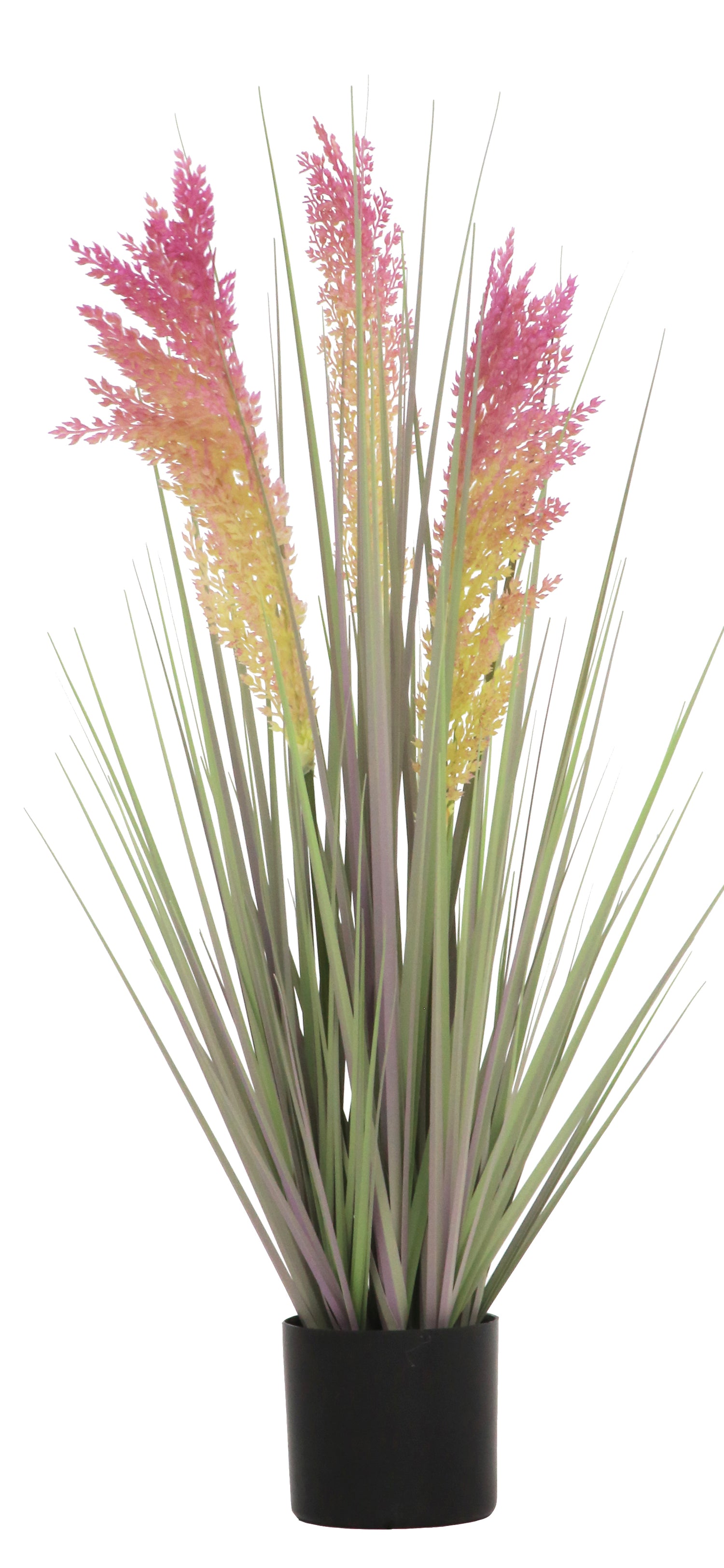 Grain Grass