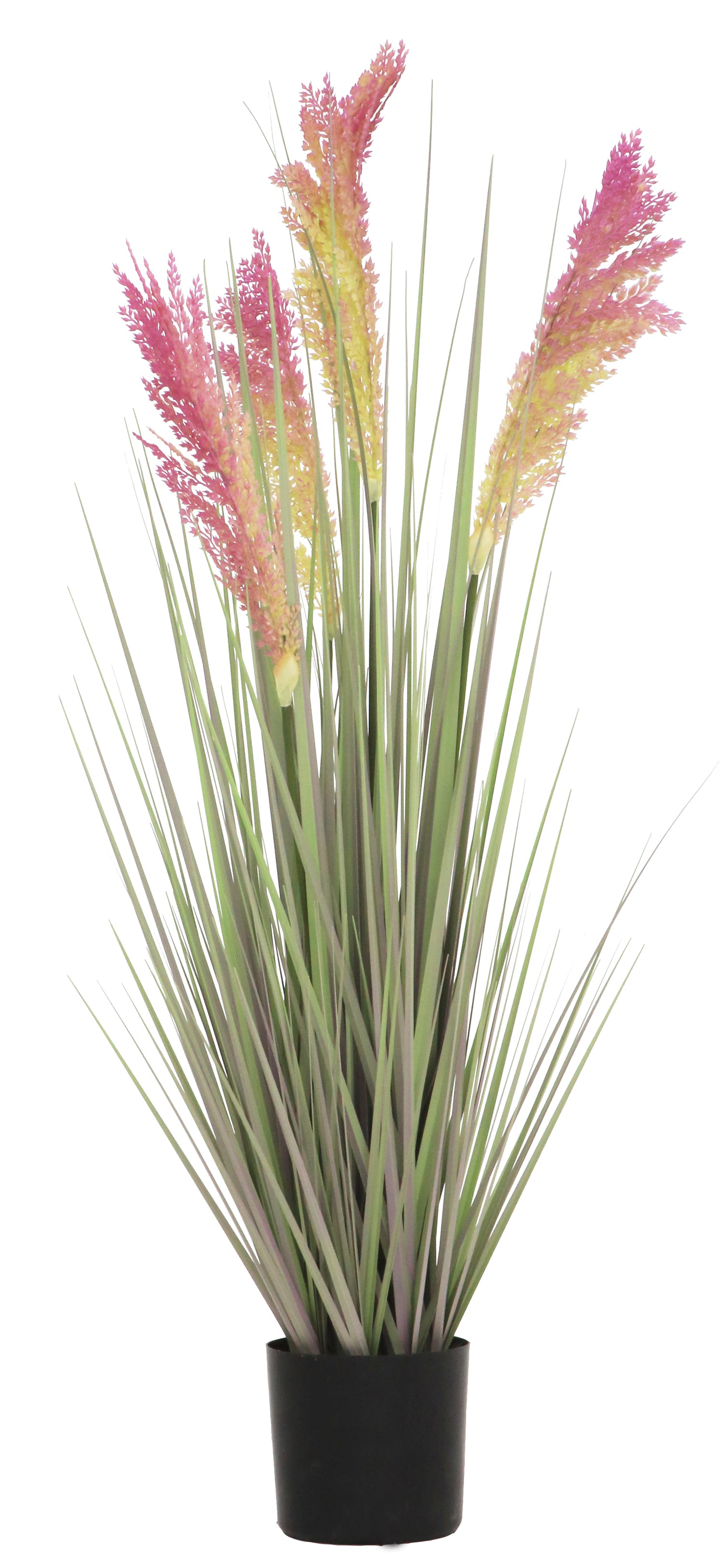 Grain Grass