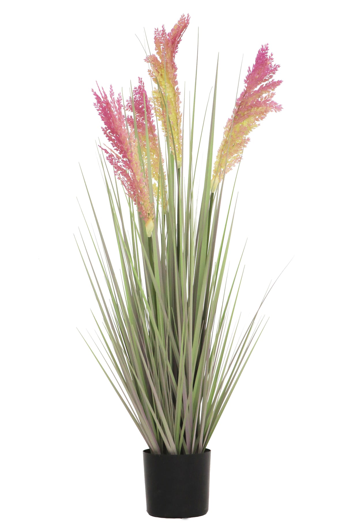 Grain Grass