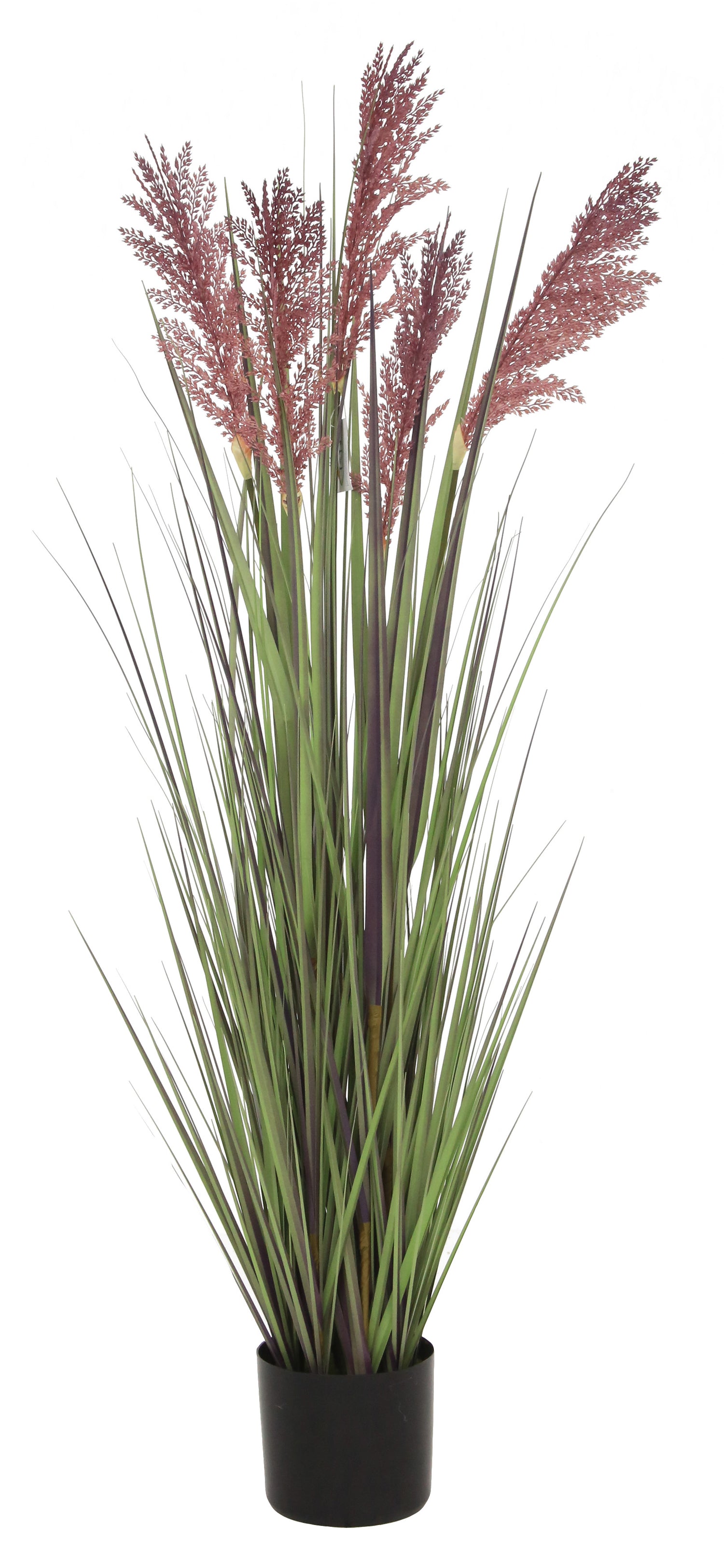 Grain Grass