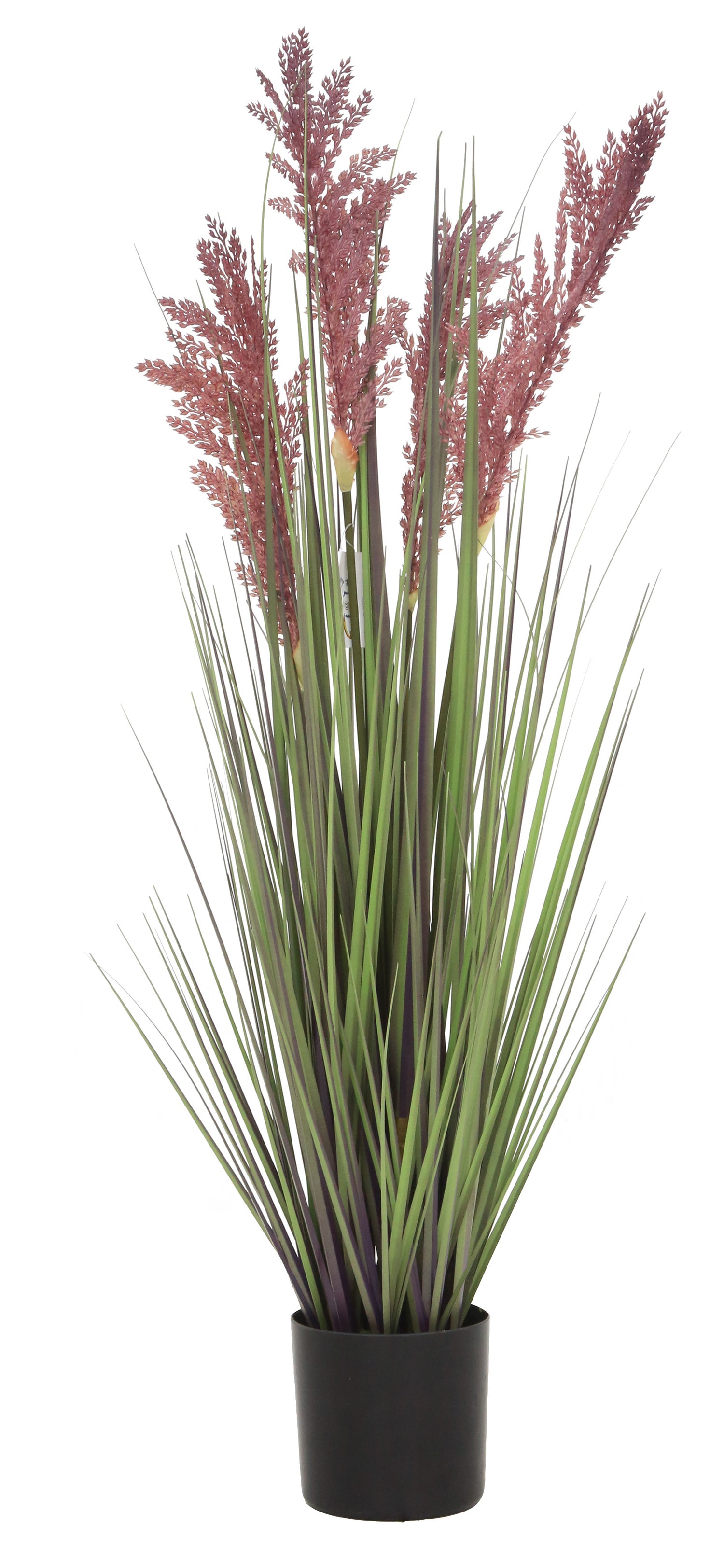 Grain Grass