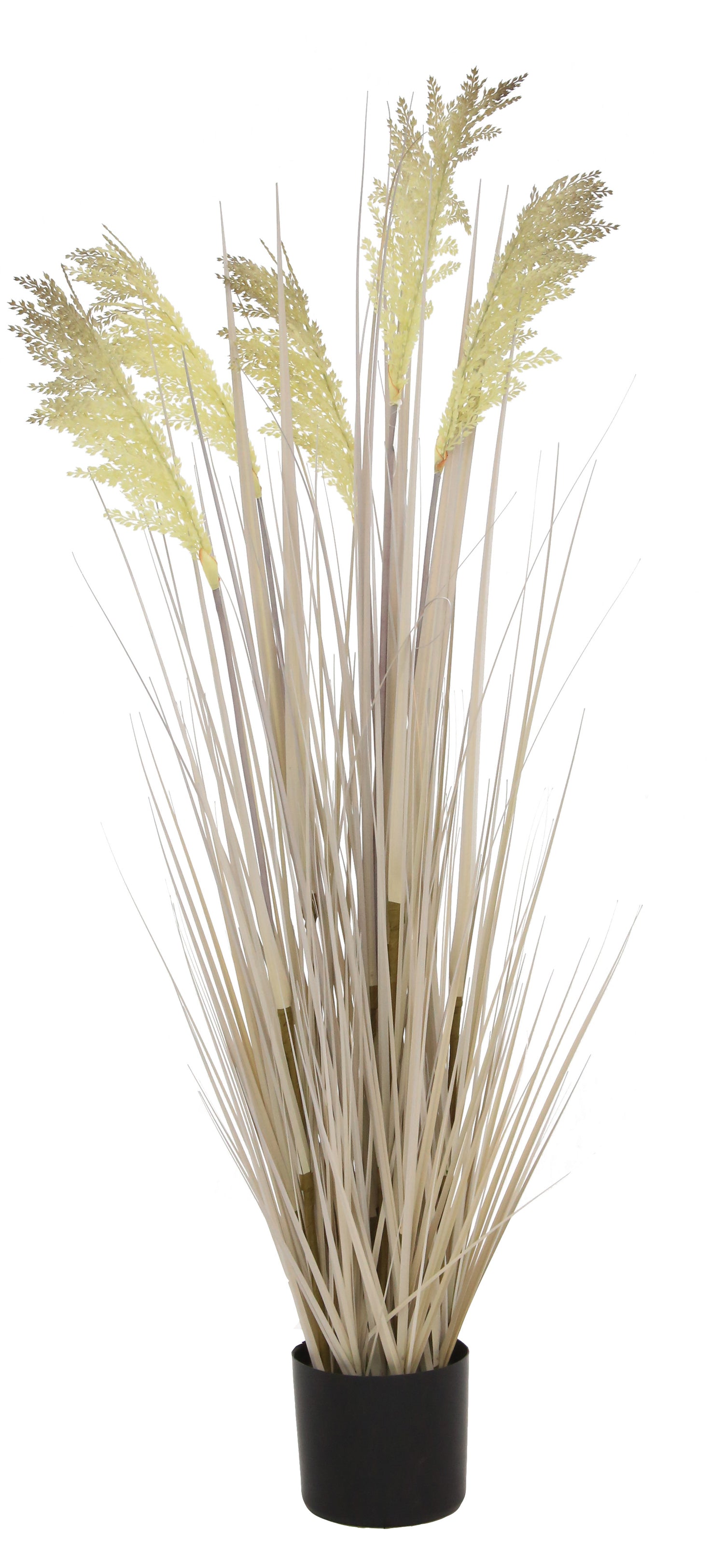 Grain Grass