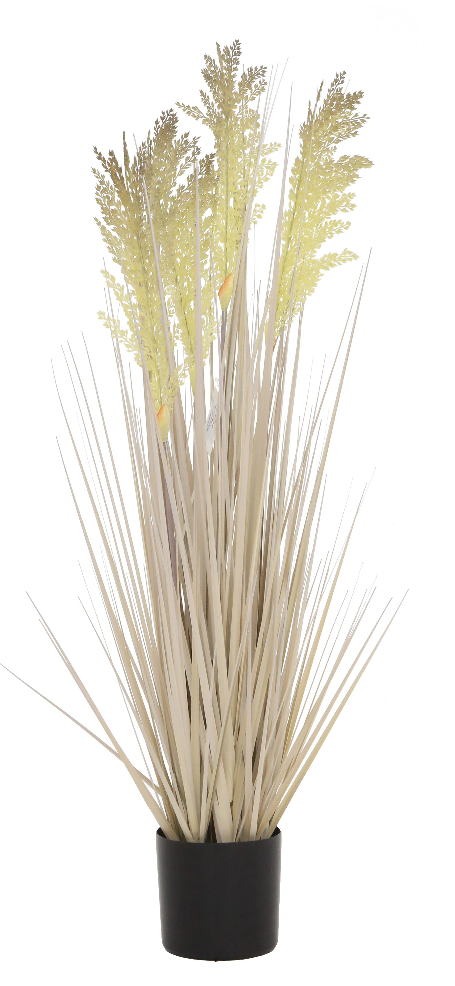 Grain Grass