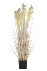 Grain Grass