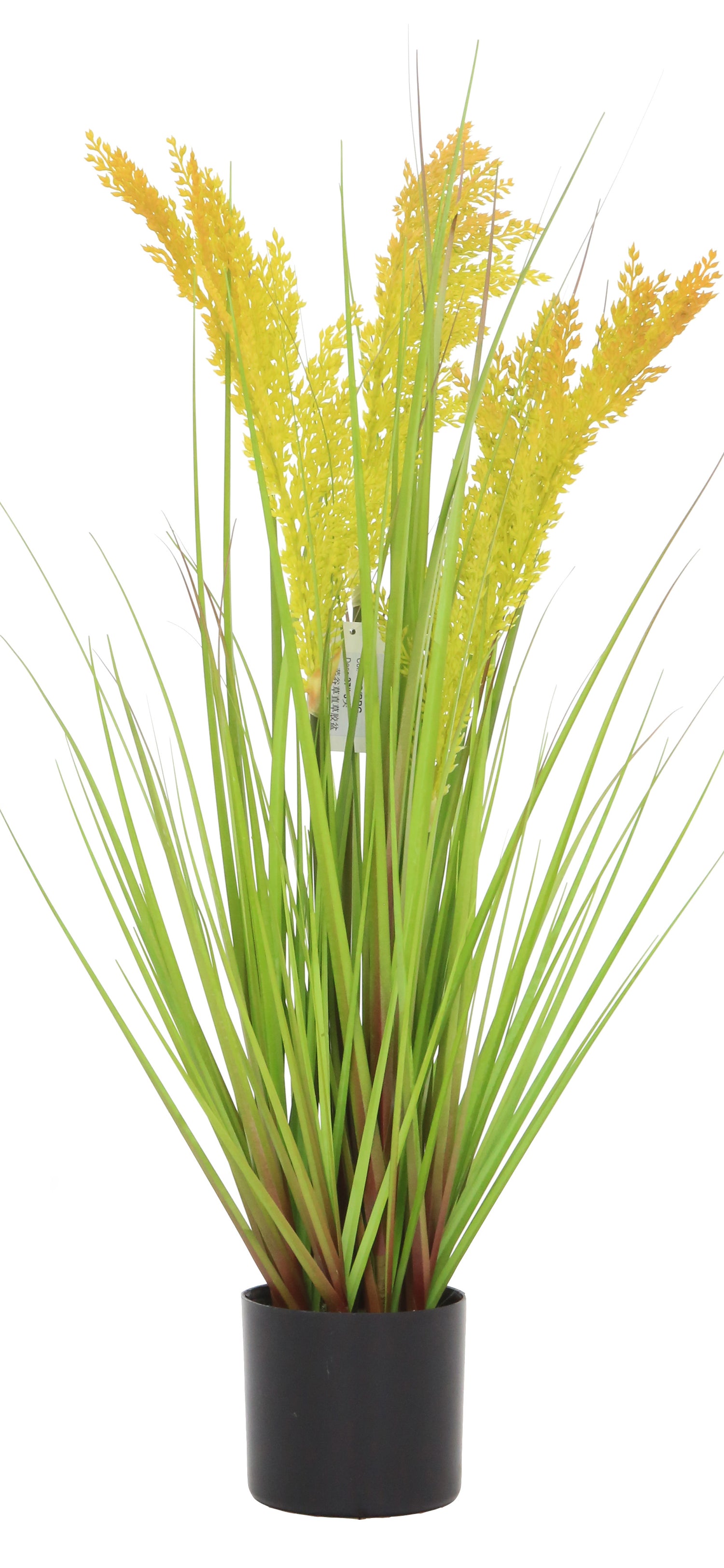Grain Grass