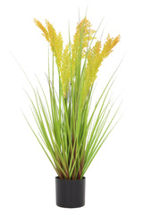 Grain Grass