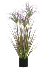 Ornamental Grass