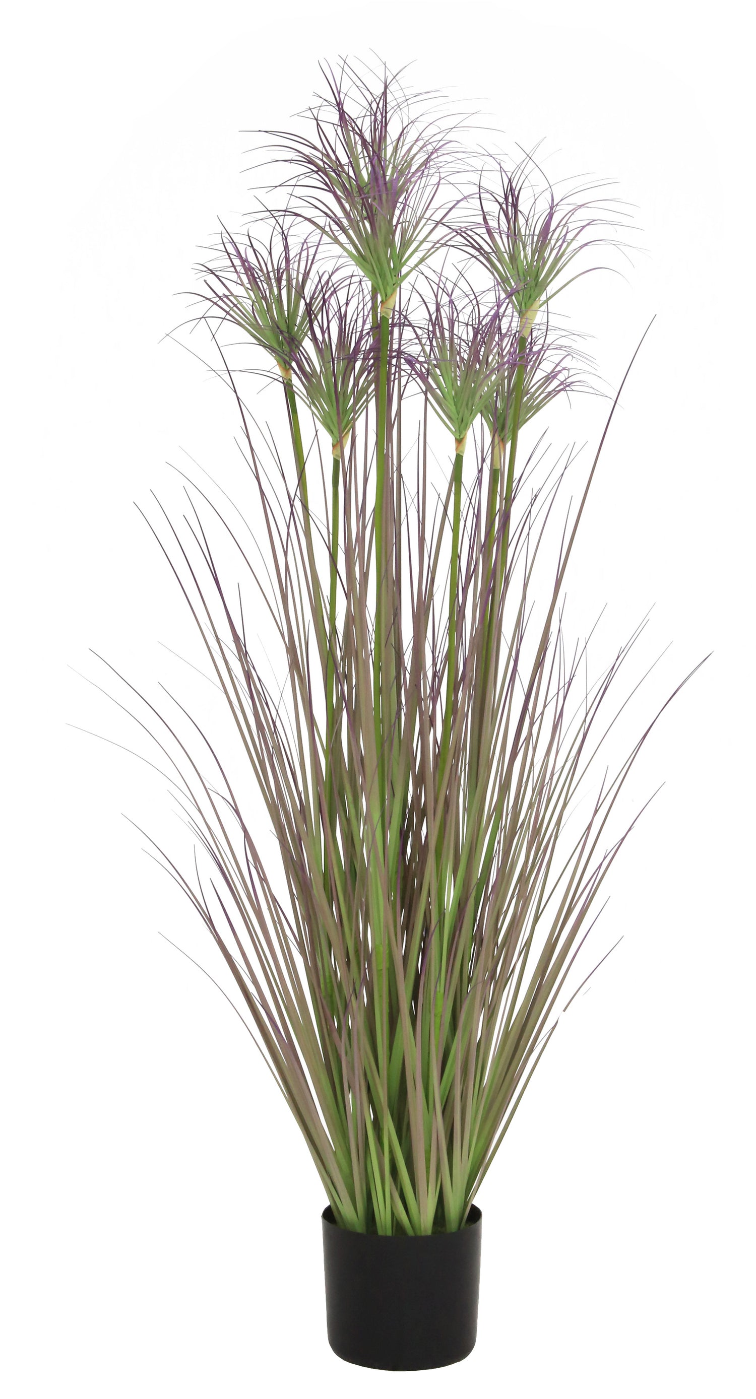 Ornamental Grass