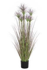 Ornamental Grass
