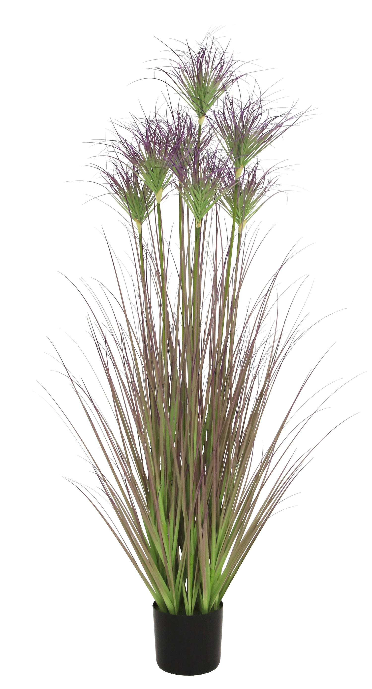 Ornamental Grass
