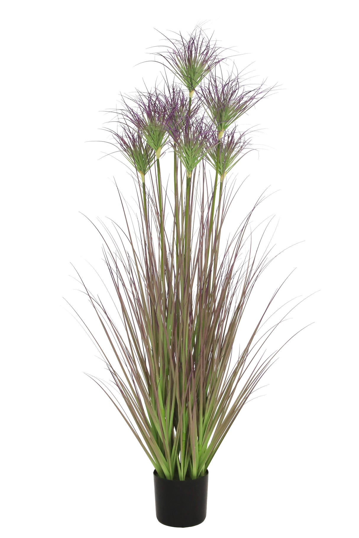 Ornamental Grass