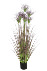 Ornamental Grass