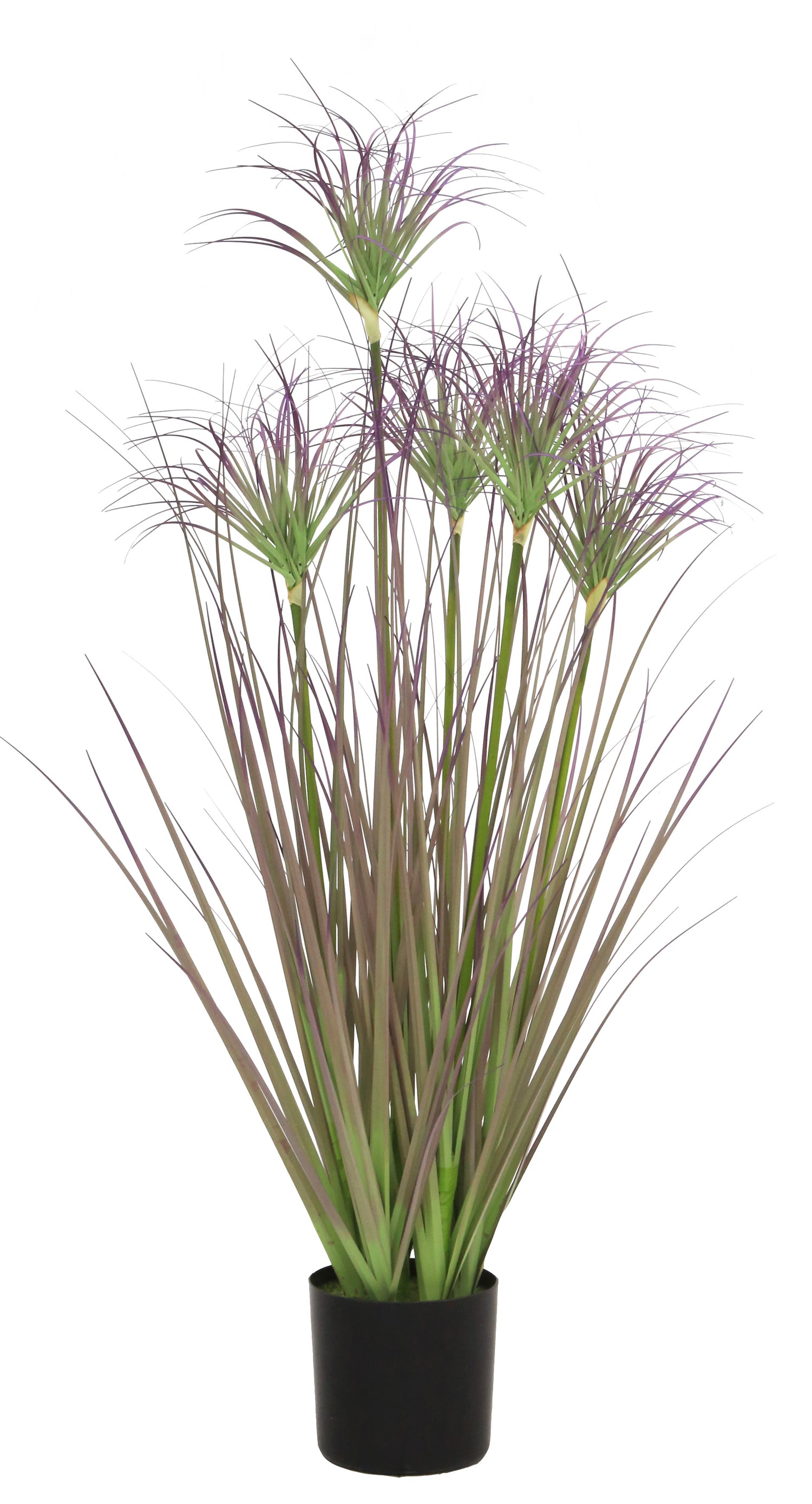 Ornamental Grass
