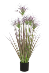 Ornamental Grass