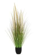 Horsetail Grass