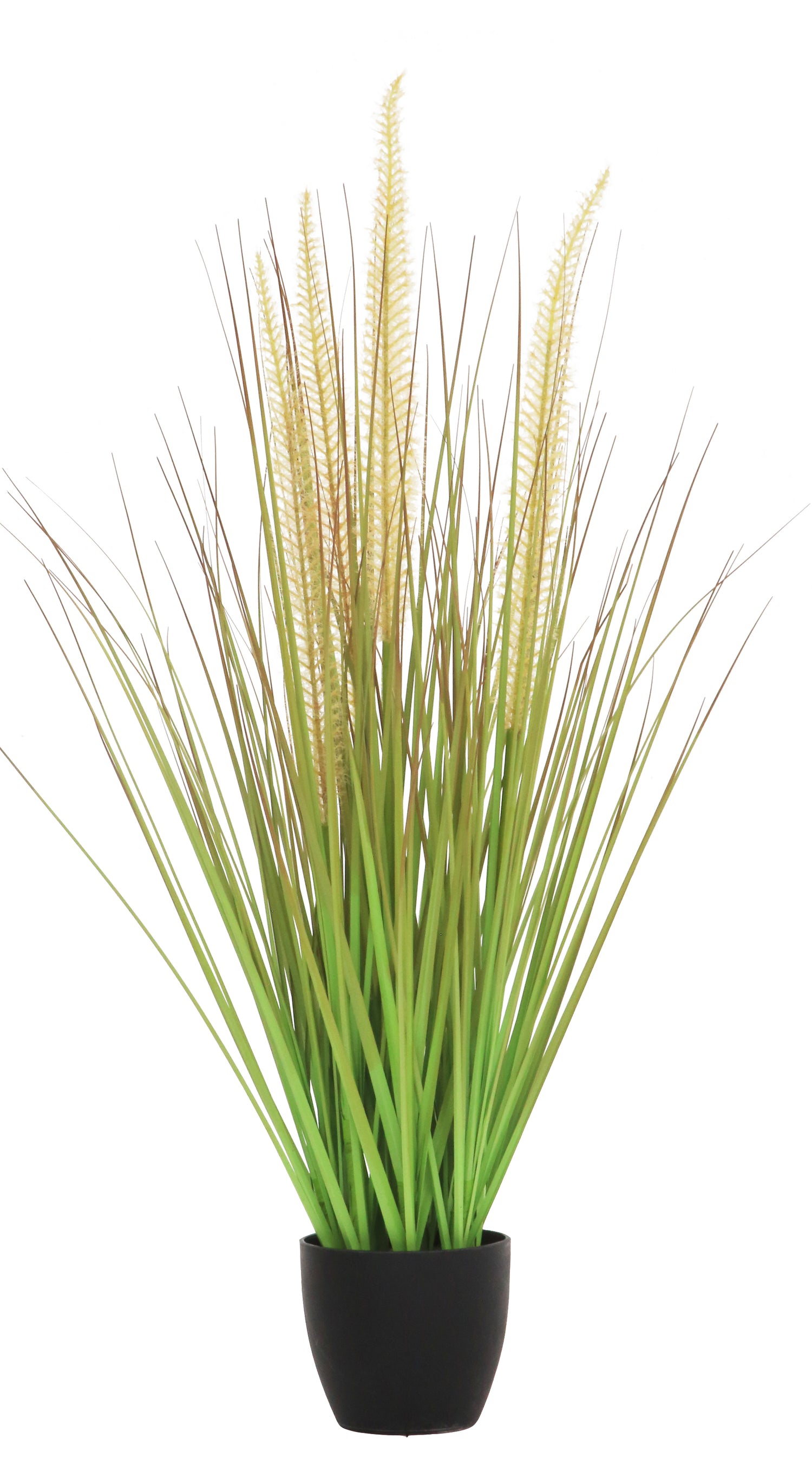 Horsetail Grass