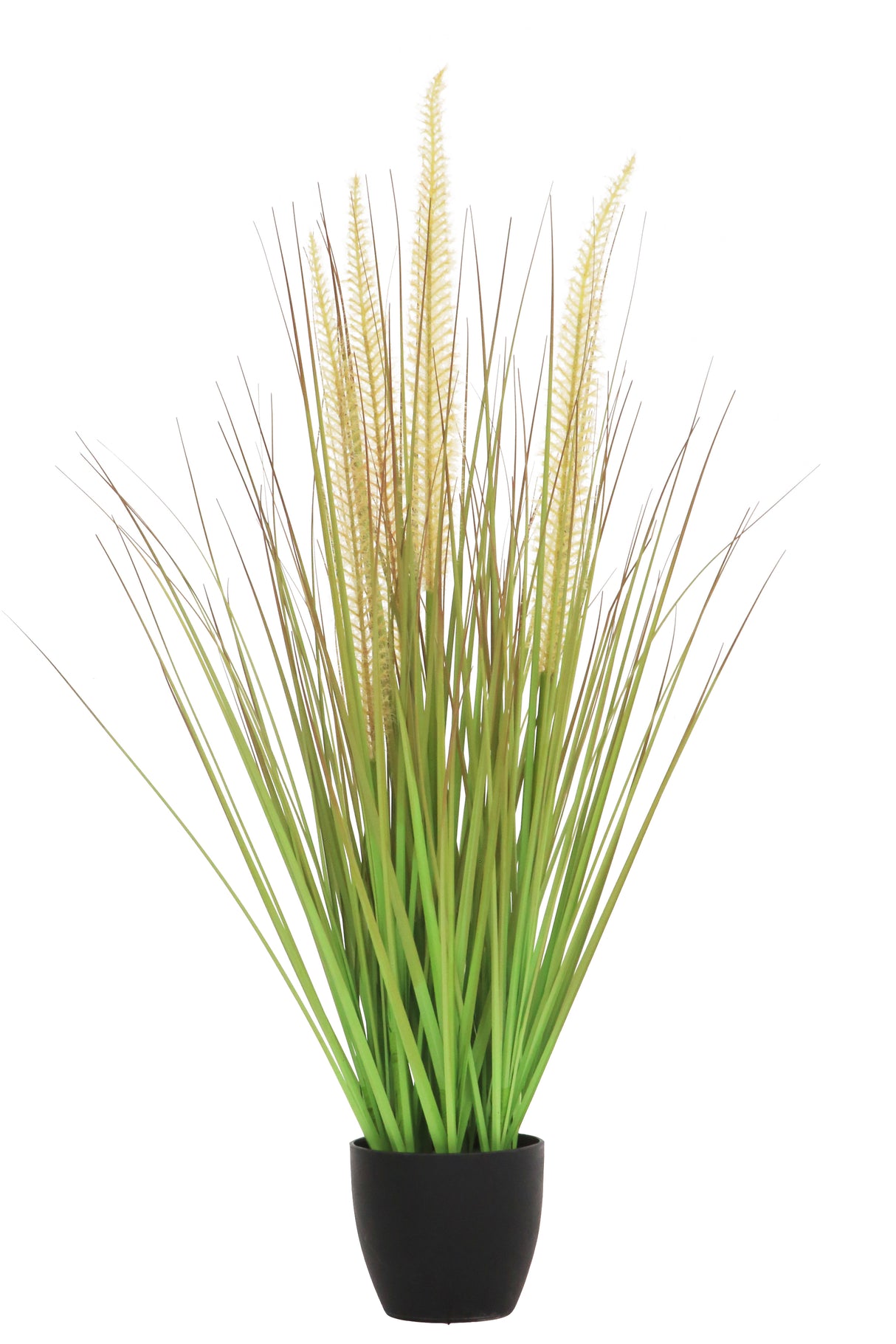 Horsetail Grass