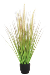 Horsetail Grass