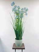 Allium Grass