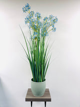 Allium Grass